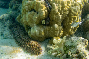 Climate change: Seychelles' sea cucumber stock falls by 30%