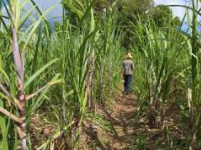 Le début de septembre, la récolte sucrière 2022 a déjà amorcé son deuxième tiers.