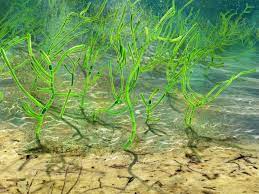 Sealife introduit un projet pilote pour des fertilisants à base d'algues