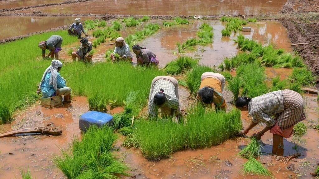 Sécurité alimentaire : l'Afrique redoute une hausse du prix du riz