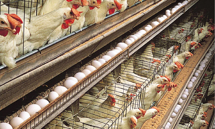 Suspension of anti-dumping duty to hurt Nam poultry - The Namibian