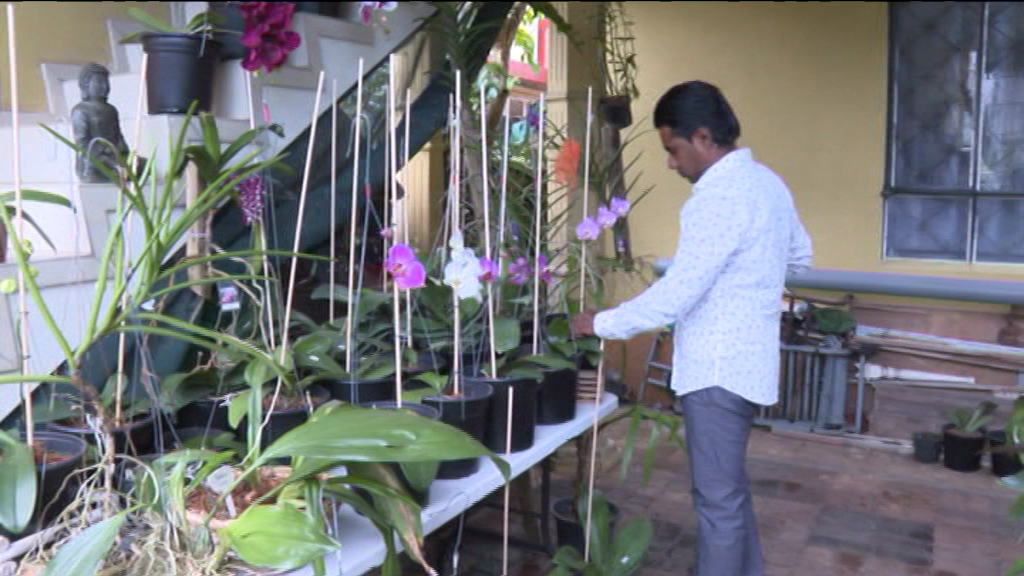 [VIDÉO] Dans le jardin de Yogin Cundasamy pousse la plus grande espèce d’orchidée dans le monde