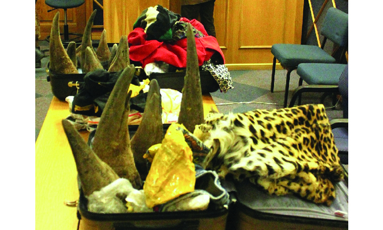 Claims of more rhino horns going missing from police hands - The Namibian