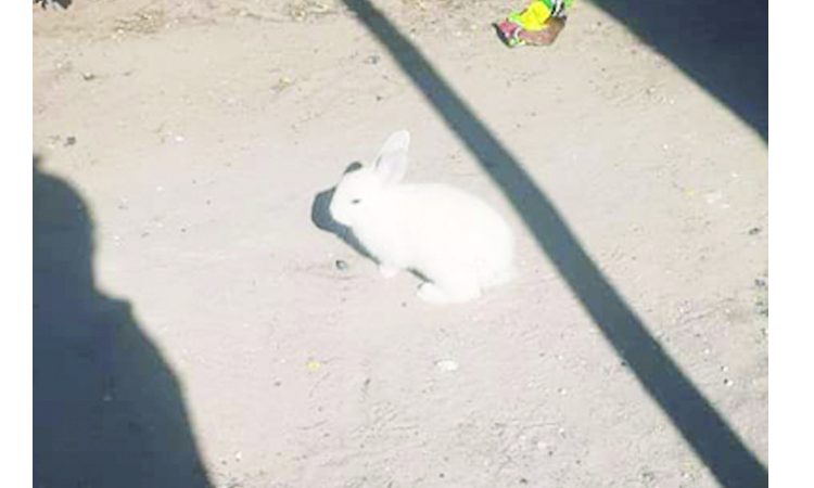 Onelago headman's family terrified of white rabbit - The Namibian