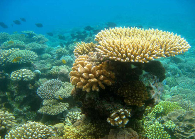 Réhabilitation des coraux : 90 000 boutures bientôt mises en mer ; les détails