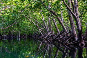 Seychelles' Aldabra mangroves absorb nearly half of fossil fuel emissions of island state