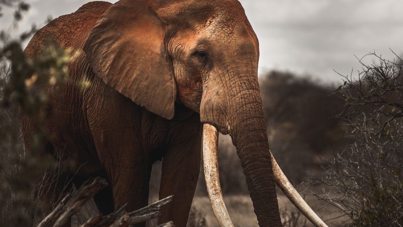 Last of the ‘Super Tuskers’: Saving Kenya’s majestic megafauna | CNN