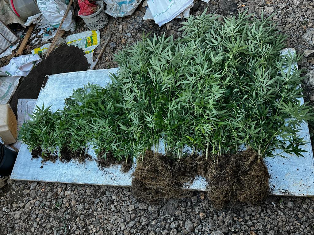 Saisie de drogue : 140 plants de cannabis trouvés dans une cour à Clemencia
