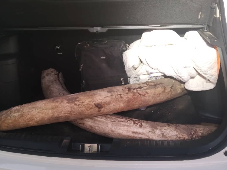 Man arrested with ivory granted bail - The Namibian