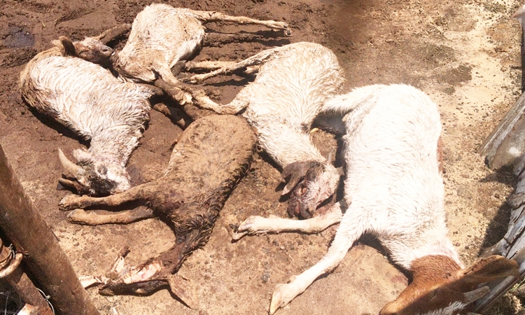 Unknown animals kill and injure 12 goats - The Namibian