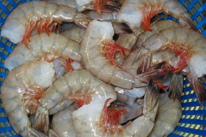 First batch of locally produced shrimp to hit Seychelles' market in April