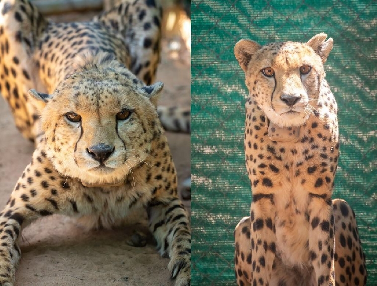 Namibian cheetahs in India adapting well, two to be released in the wild - The Namibian