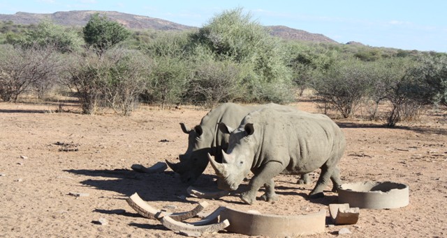 Reward offered for arrest of rhino poachers - The Namibian