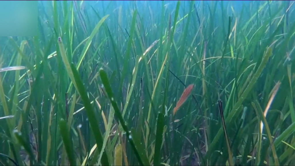 [VIDÉO] Seagrass : "le poumon de la mer" présent sur plus de mille hectares à Maurice