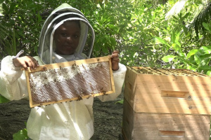 Mangrove honey to be harvested at Seychelles' Port Launay wetlands