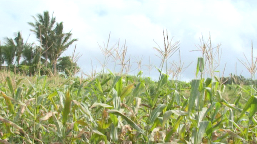 [VIDÉO] Visite : champ de maïs situé à Rose-Belle