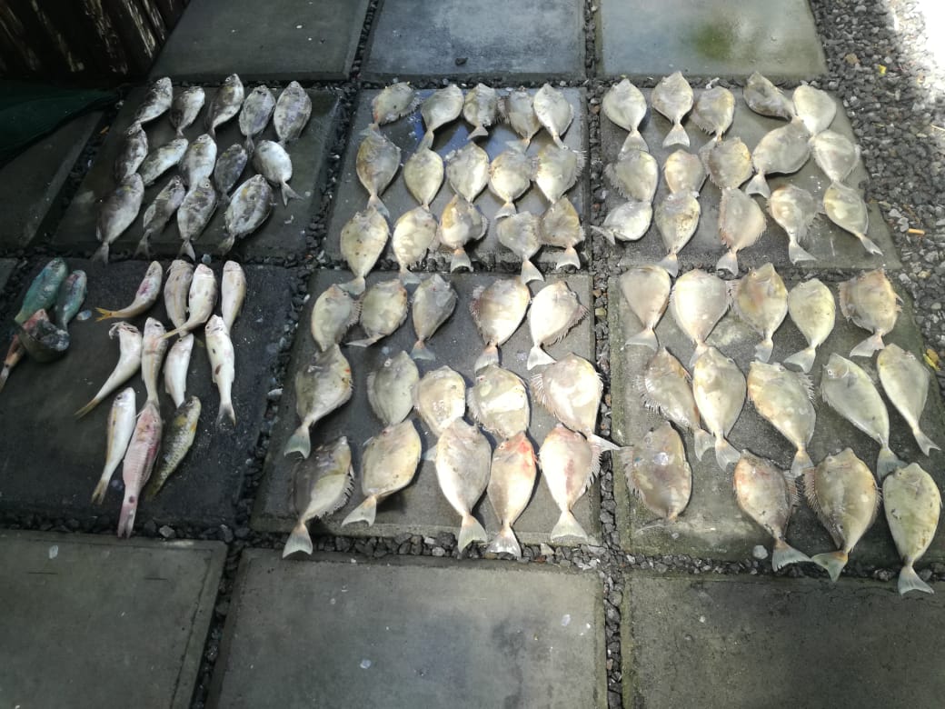 Pêche illégale : 88 poissons et ses équipements parmi 2 fusils sous-marins retrouvés
