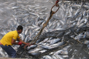 Tuna fisheries: Seychelles improves IOTC compliance rating