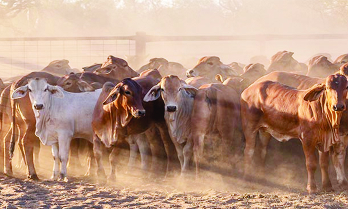 High cattle numbers bring optimism for Meatco - The Namibian
