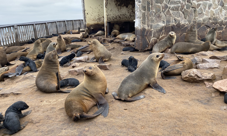 Seal ‘menace’ threatens fishing sector - The Namibian