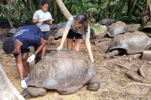 Seychelles' Aldabra giant tortoises are "so crucial to island restoration projects," says IOTA official