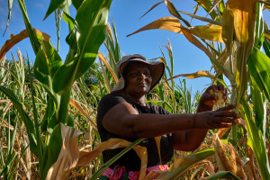 Zimbabwean farmers buckle under El Nino drought